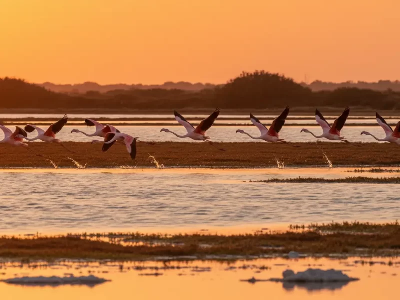 Een groep elegante roze flamingo's