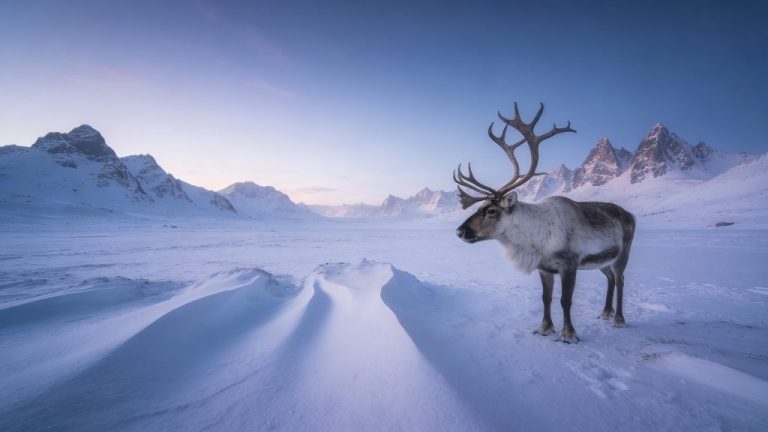 Met de trein naar arctisch Noorwegen voor rendieren en poolvossen