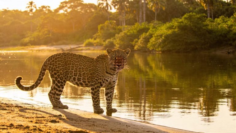 Jaguars spotten in de Pantanal van Brazilië