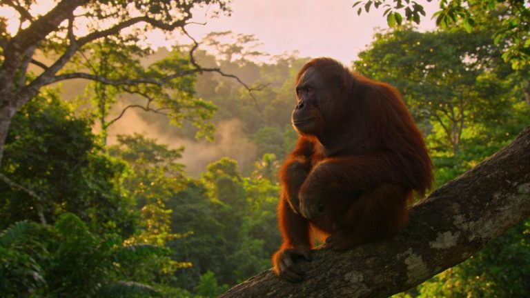 Orangutans Spotten op Borneo en Sumatra