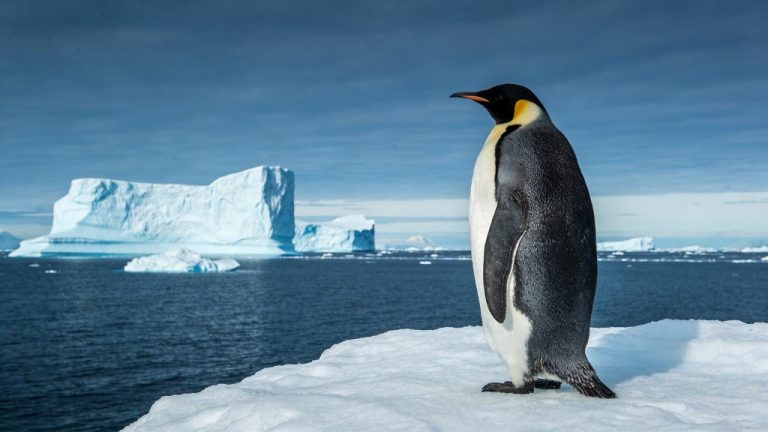 Wildlife spotten tijdens een Antarctica reis