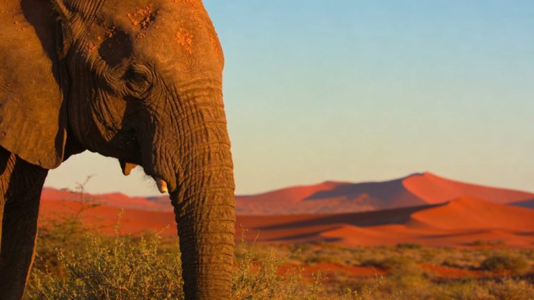 Woestijnolifanten in Namibië vinden met je 4WD